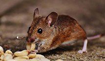 24 Hour & Emergency Exterminators in South Bend, WA